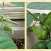 Thumbnail of related posts 155