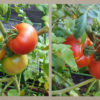 Thumbnail of related posts 182