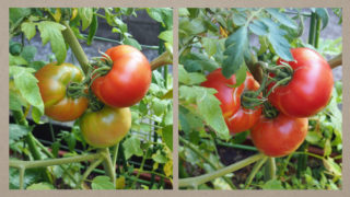Thumbnail of post image 172